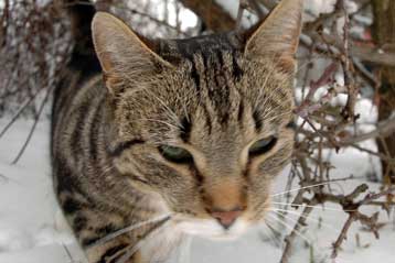 Καθησυχαστικές δηλώσεις ΠΟΥ σχετικά με τη μετάδοση της γρίπης των πτηνών