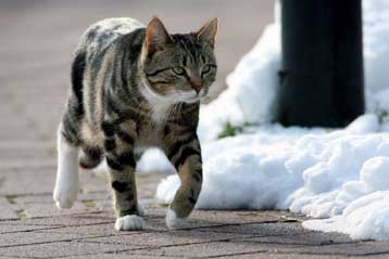 Συστάσεις της ΕΕ για περιορισμό των κατοικίδιων στις περιοχές με γρίπη των πτηνών