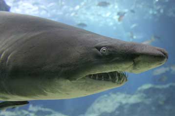 Τηλεκατευθυνόμενοι καρχαρίες θα περιπολούν για λογαριασμό του στρατού