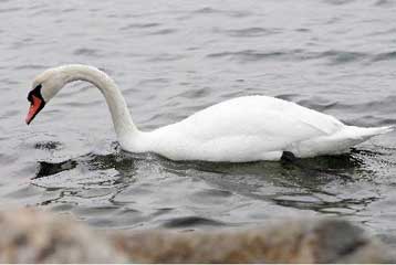 Επιβεβαιώθηκε ο Η5Ν1 σε τρία δείγματα κύκνων από το Δέλτα του Έβρου