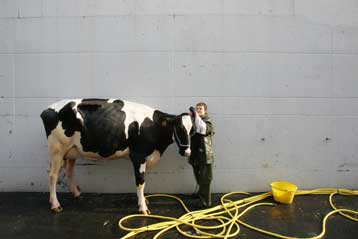 Και κρούσμα των τρελών αγελάδων εντοπίστηκε στη Σουηδία και την Ολλανδία