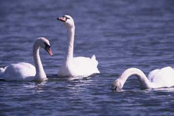 Επιβεβαιώθηκε ο Η5Ν1 σε τέσσερα δείγματα πτηνών από Ροδόπη και Έβρο