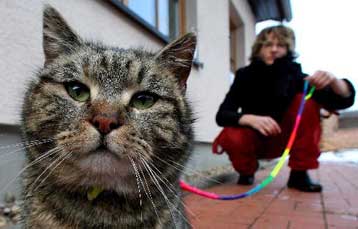 Νέα κρούσματα Η5Ν1 σε γάτες στη Γερμανία εντείνουν το κλίμα ανησυχίας