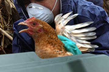 Εντοπίστηκε και στην Αλβανία ο ιός της γρίπης των πτηνών