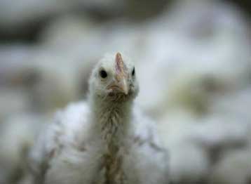 Εντείνονται τα προληπτικά μέτρα μετά την εμφάνιση γρίπης των πτηνών στην Αλβανία