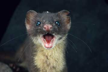 Ένα κουνάβι μολύνθηκε από τον ιό της γρίπης των πτηνών στη Γερμανία