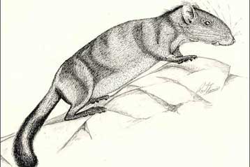 Νέο είδος θηλαστικού αποδεικνύεται «ζωντανό απολίθωμα»