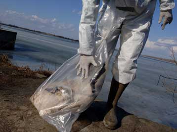 Θετικοί στη γρίπη των πτηνών τέσσερις κύκνοι που βρέθηκαν νεκροί στο Β.Ελλάδα