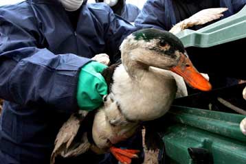 Η γρίπη των πτηνών χτύπησε και το Καμερούν