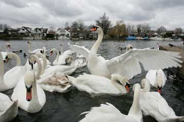 Ένα ακόμα κρούσμα γρίπης των πτηνών στην Επανομή