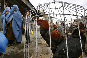 Πρώτοι θάνατοι ανθρώπων από γρίπη των πτηνών στο Αζερμπαϊτζάν