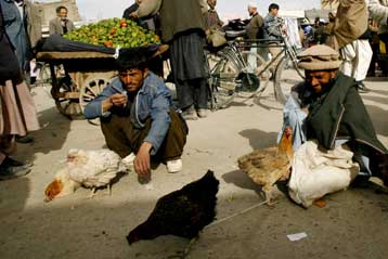 Σε Σουηδία, Δανία και Αφγανιστάν εξαπλώνεται η γρίπη των πτηνών