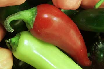 Τσίλι, υπερβολικά καυτερό για τον καρκίνο του προστάτη