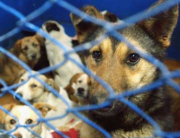 Στο Αζερμπαϊτζάν καταγράφηκε ο πρώτος θάνατος σκύλου από τη γρίπη των πτηνών