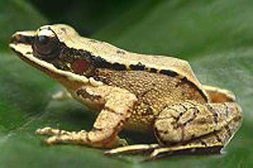 Σπανιοι κινεζικοί βάτραχοι συνομιλούν με υπερηχητικά κοάσματα