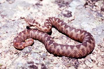 Καταδίκη της Ελλάδας από το Ευρωπαϊκό Δικαστήριο για τη μη προστασία σπάνιας οχιάς