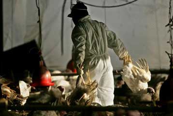 Προληπτικοί έλεγχοι και στις Ηνωμένες Πολιτείες για τη γρίπη των πτηνών