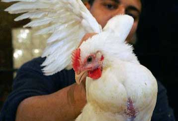 Πρώτος θάνατος ανθρώπου από γρίπη των πτηνών στην Αίγυπτο