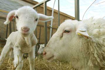 Αιγοπρόβατα με «ανοσία» στη σπογγώδη εγκεφαλοπάθεια δημιουργούνται στη Θεσσαλονίκη