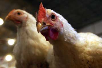 Μέτρα στήριξης των πτηνοτρόφων ζητά η Ελλάδα από την ΕΕ