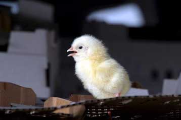 Υπό επιτήρηση 122 άτομα στη Σερβία για τη γρίπη των πτηνών