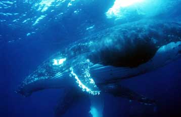 Οι μεγάπτερες φάλαινες τραγουδούν με τη δική τους «γλώσσα»