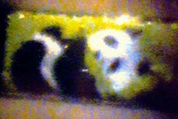 Μικροσκοπικοί πίνακες δημιουργούνται στον καμβά μιας ανθρώπινης τρίχας