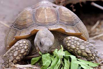 Γιγάντια χελώνα απεβίωσε στην Ινδία σε ηλικία 255 ετών