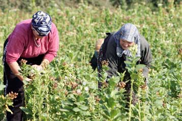 Αυξημένες από 4%-7% οι νέες κλίμακες των συντάξεων του ΟΓΑ
