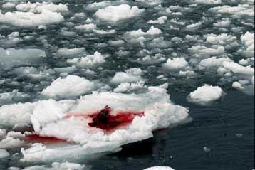 Ξεκίνησε το αμφιλεγόμενο κυνήγι φώκιας στον Καναδά