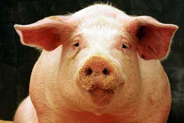 Γενετικά τροποποιημένοι χοίροι παράγουν υγιεινό… ιχθυέλαιο
