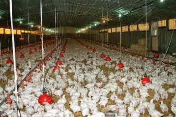 Διευκρινίσεις του υπουργείου Οικονομικών για τη δανειοδότηση πτηνοτροφικών επιχειρήσεων