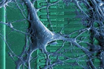 Εξελιγμένο τσιπ συνδέει υπολογιστές με τον εγκέφαλο