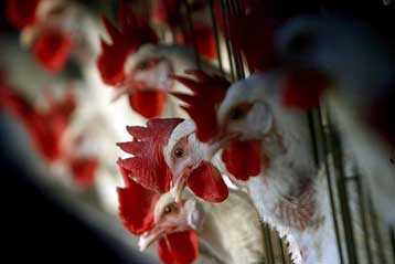 Συγχρηματοδότηση των μέτρων στήριξης της αγοράς πουλερικών προτείνει η Κομισιόν