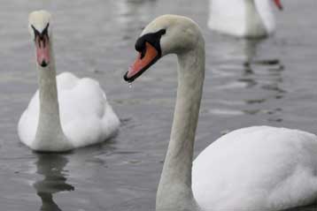 Η γρίπη των πτηνών «ταξίδεψε» και στην Τσεχία