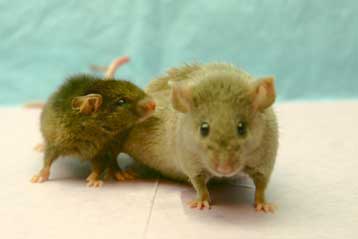 Μεταμόσχευση κυττάρων καταπολεμά την παράλυση σε πειραματόζωα