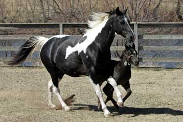 Εταιρεία βιοτεχνολογίας παράγει αντίγραφα αλόγων για ιπποδρομίες