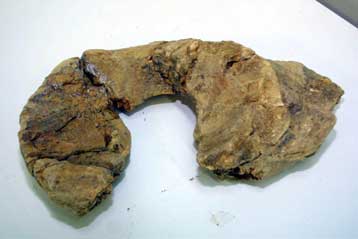 Ελέφαντας ηλικίας 5.000.000 ετών σε ανθρακωρυχείο του Αμυνταίου