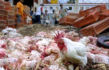 Και στη Βρετανία η γρίπη των πτηνών – Τρίτος θάνατος στην Αίγυπτο