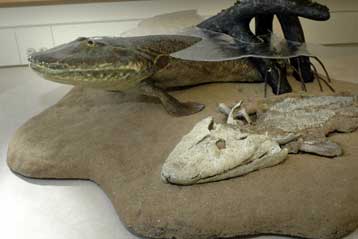 Απολίθωμα χαμένου εξελικτικού κρίκου δείχνει πώς τα ψάρια βγήκαν στην ξηρά