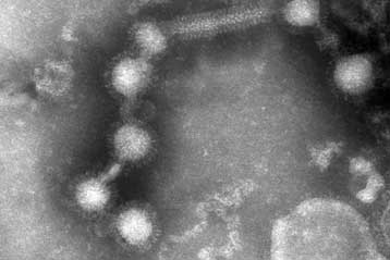 Γενετικά τροποποιημένος ιός εκπαιδεύεται στη συναρμολόγηση μπαταριών