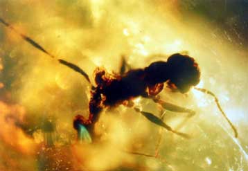 Η εξέλιξη των μυρμηγκιών παράλληλη με την εξέλιξη των φυτών