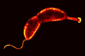 Πρωτοπόρο μικρόβιο παράγει την ισχυρότερη κόλλα στη φύση