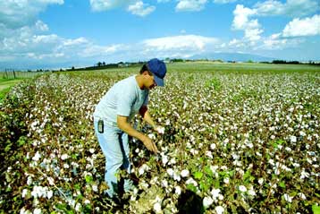 Την Παρασκευή καταβάλλονται οι πρόσθετες ενισχύσεις για το βαμβάκι