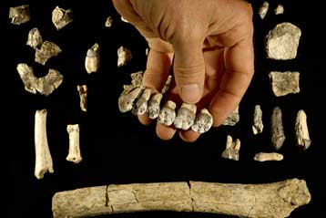 Απολιθώματα αυστραλοπίθηκου συμπληρώνουν κενά της ανθρώπινης εξέλιξης