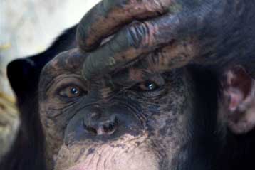 Η Τσίτα του Ταρζάν, γηραιότερος χιμπατζής του κόσμου, φτάνει αισίως τα 74