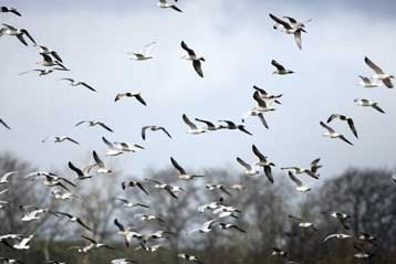 Τέταρτος θάνατος ανθρώπου από τη γρίπη των πτηνών στην Αίγυπτο