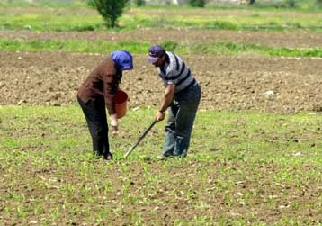 Διευκρινίσεις από το υπουργείο Αγροτικής Ανάπτυξης για τα δικαιώματα ενίσχυσης