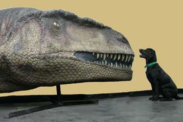 Τεράστιος σαρκοφάγος δεινόσαυρος ίσως κυνηγούσε σε αγέλες