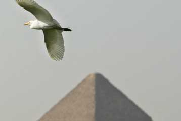 Στο Σουδάν επεκτάθηκε η επιδημία γρίπης των πτηνών